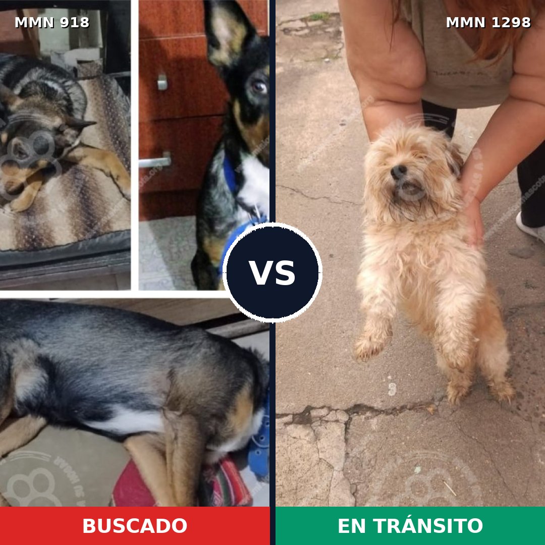 Comparativa MMS 21898: mascota perdida y mascota encontrada, 30% de similitud