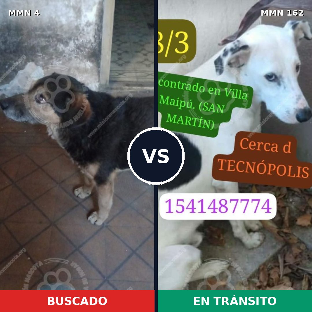 Comparativa MMS 219: mascota perdida y mascota encontrada, 78% de similitud
