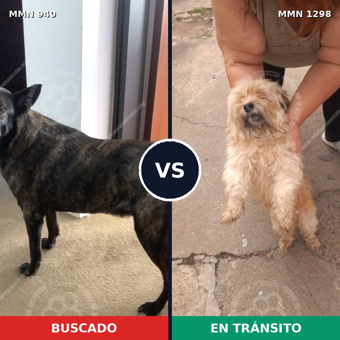 Comparativa MMS 21900: mascota perdida y mascota encontrada, 15% de similitud