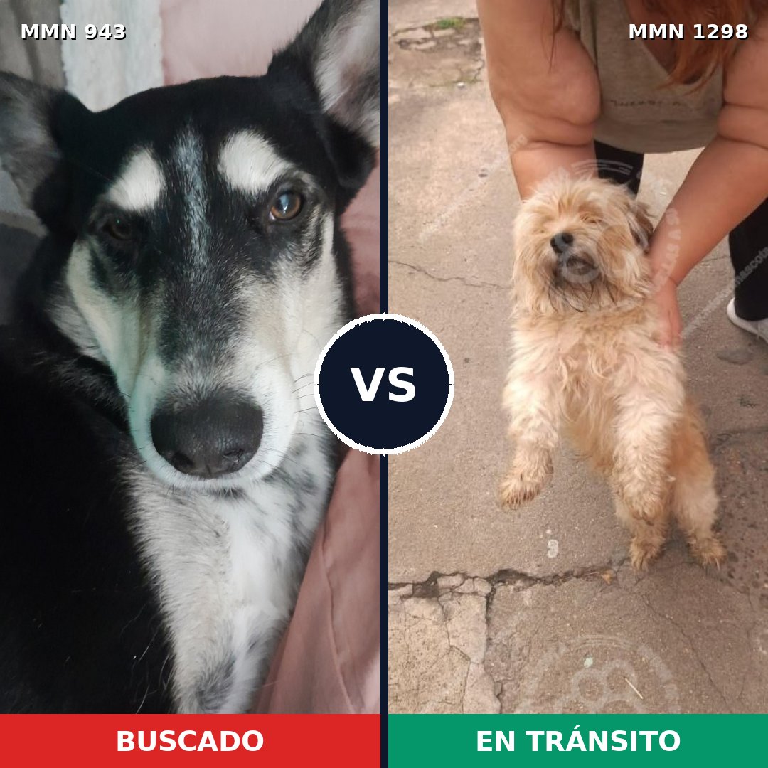 Comparativa MMS 21901: mascota perdida y mascota encontrada, 31% de similitud