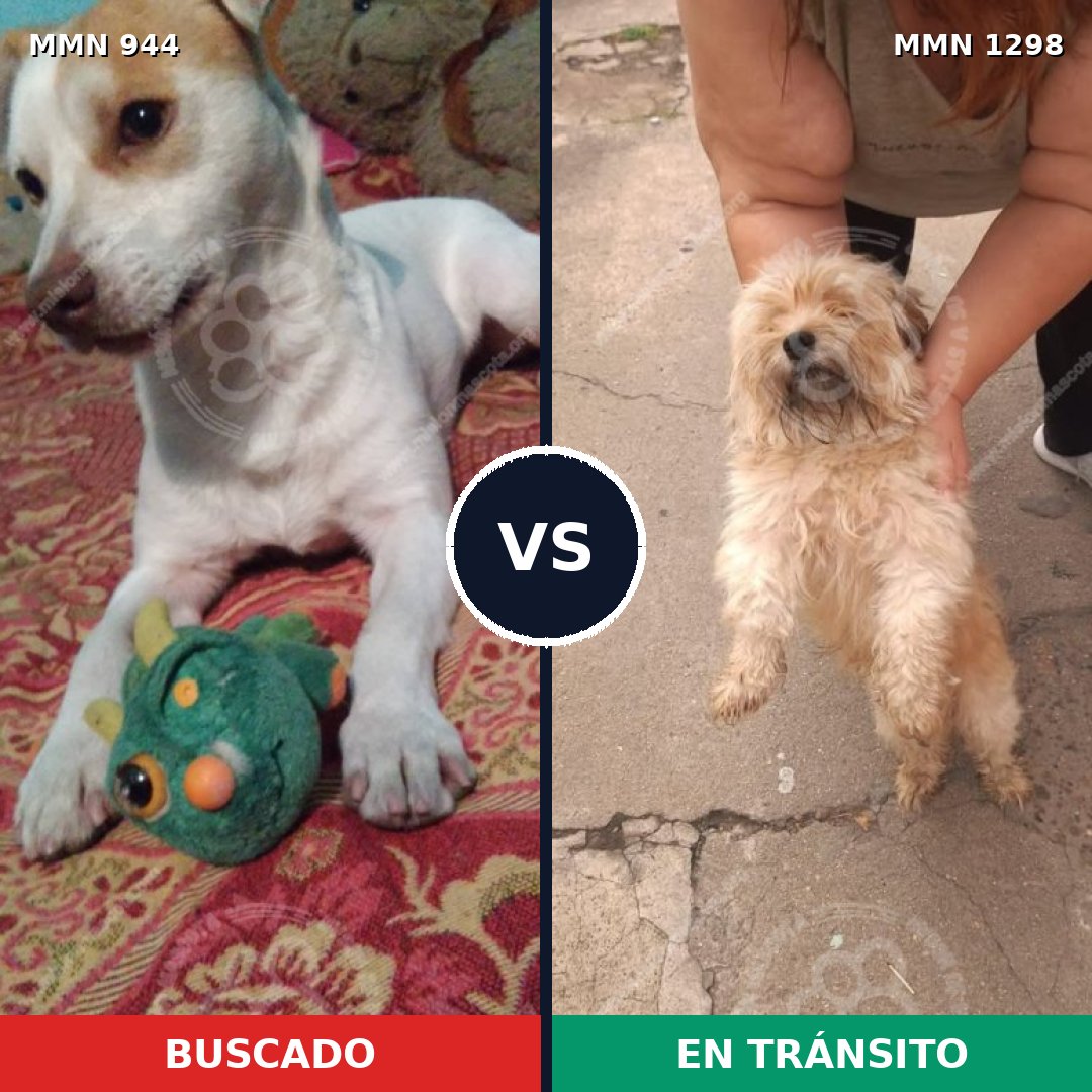 Comparativa MMS 21902: mascota perdida y mascota encontrada, 53% de similitud