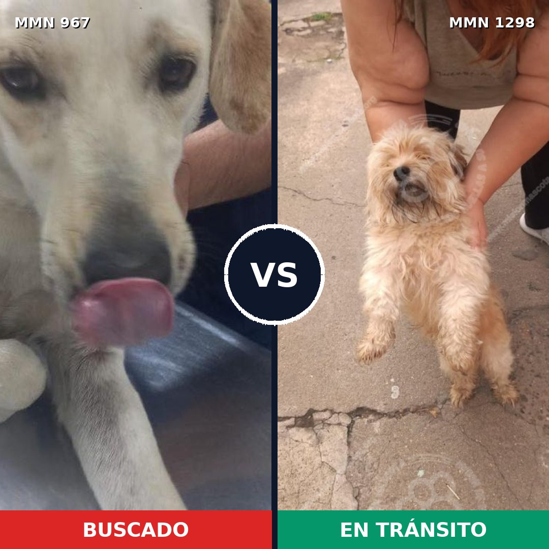 Comparativa MMS 21903: mascota perdida y mascota encontrada, 32% de similitud
