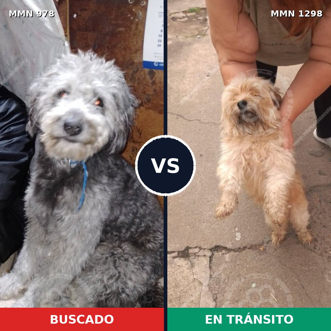 Comparativa MMS 21905: mascota perdida y mascota encontrada, 35% de similitud