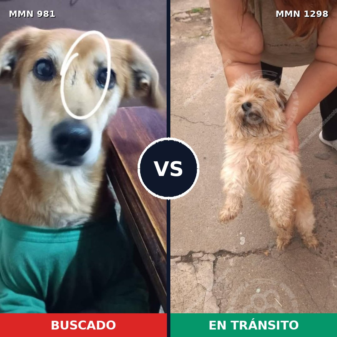 Comparativa MMS 21906: mascota perdida y mascota encontrada, 42% de similitud