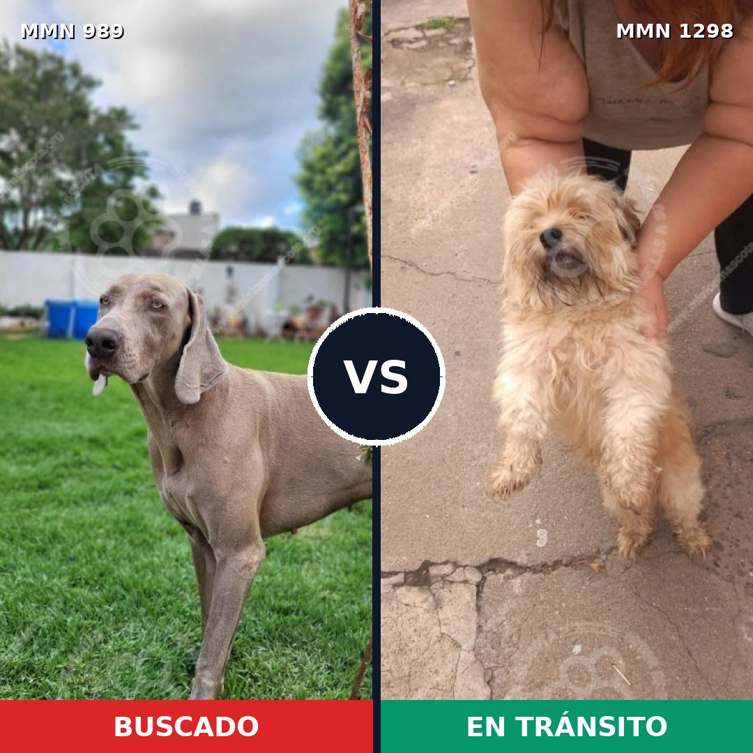 Comparativa MMS 21907: mascota perdida y mascota encontrada, 22% de similitud