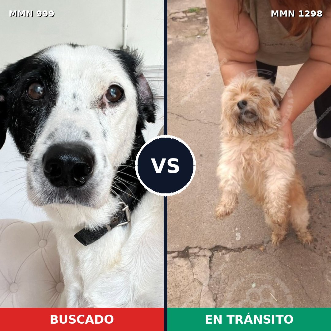 Comparativa MMS 21908: mascota perdida y mascota encontrada, 39% de similitud