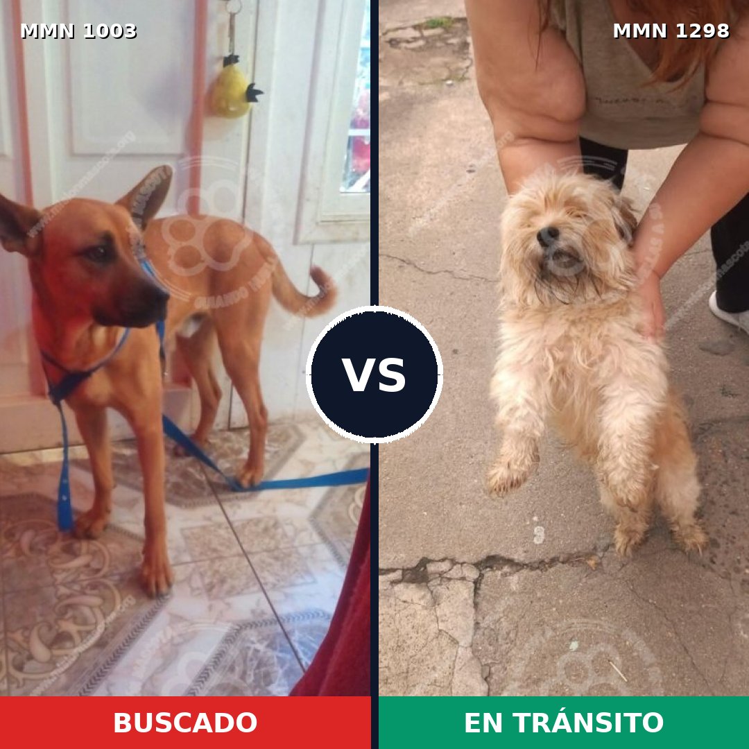 Comparativa MMS 21909: mascota perdida y mascota encontrada, 21% de similitud
