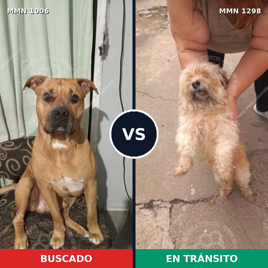 Comparativa MMS 21910: mascota perdida y mascota encontrada, 31% de similitud