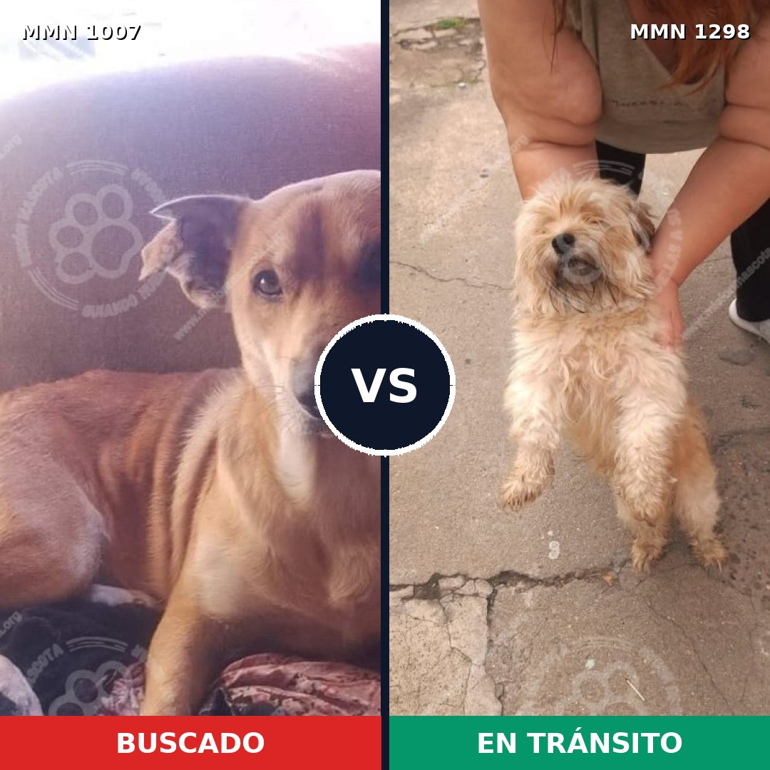 Comparativa MMS 21911: mascota perdida y mascota encontrada, 41% de similitud