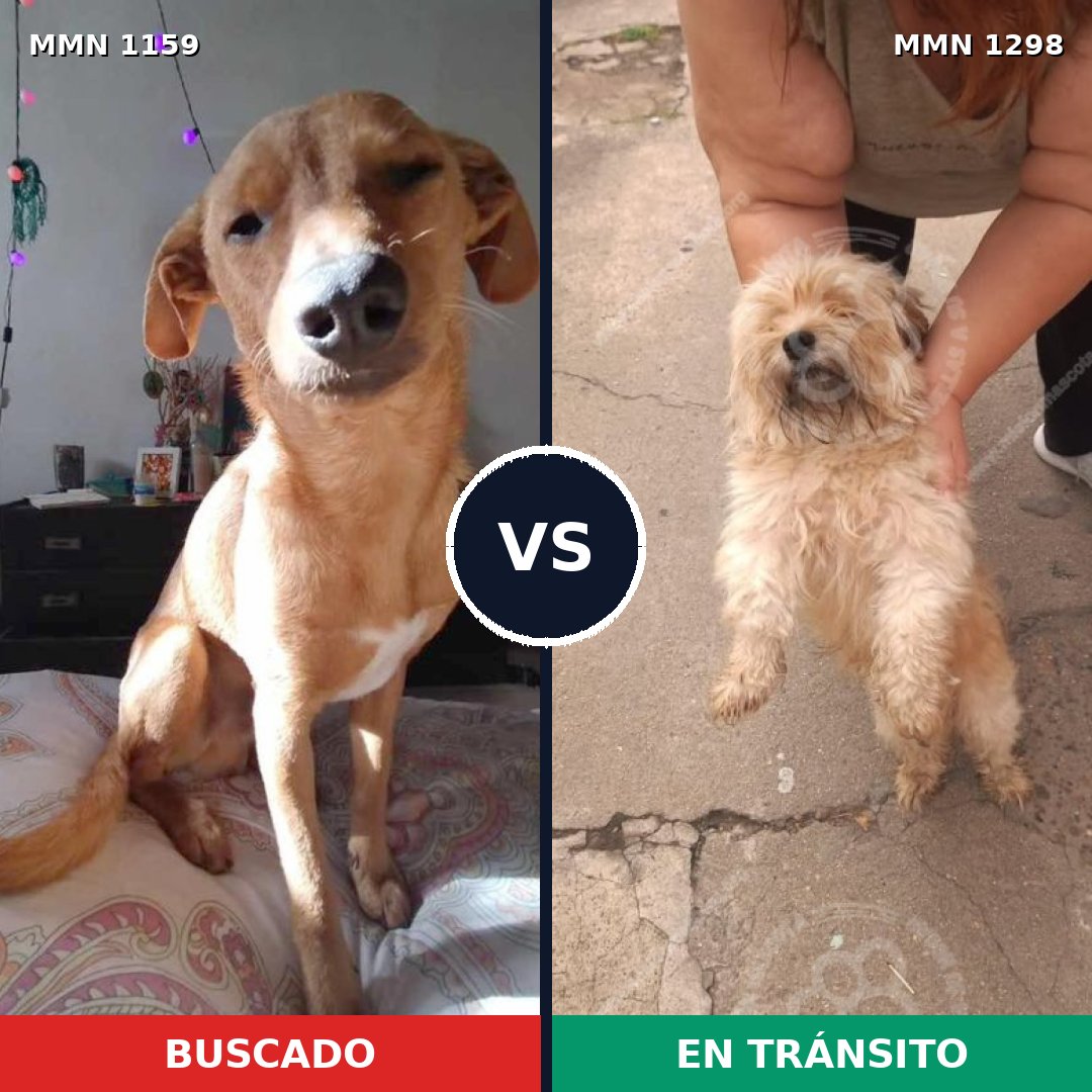 Comparativa MMS 21914: mascota perdida y mascota encontrada, 50% de similitud