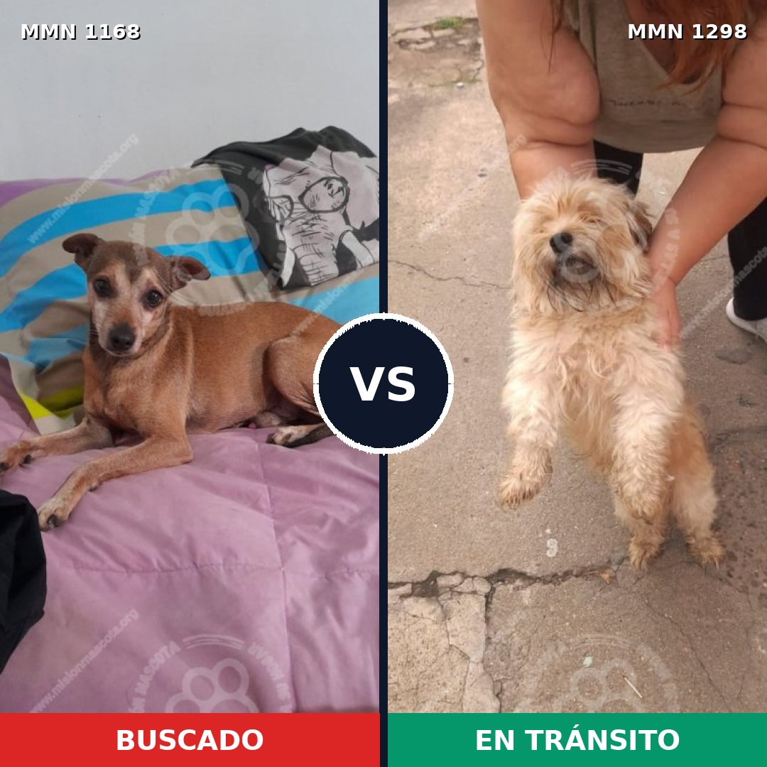 Comparativa MMS 21915: mascota perdida y mascota encontrada, 45% de similitud