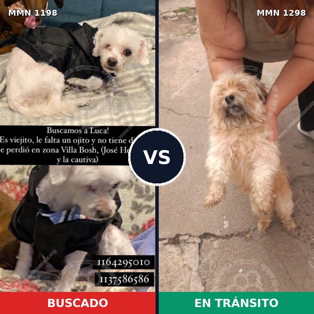 Comparativa MMS 21916: mascota perdida y mascota encontrada, 74% de similitud