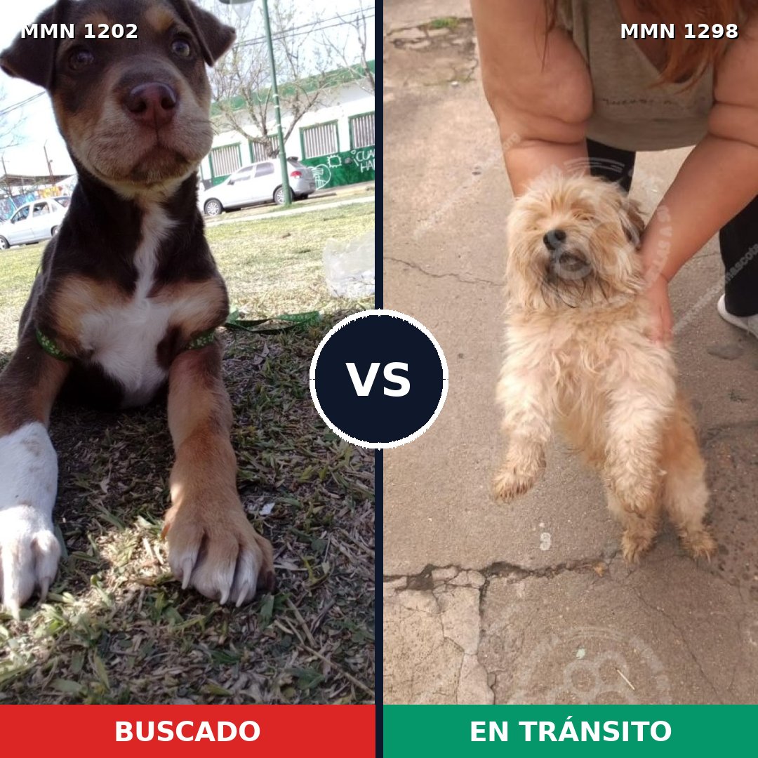 Comparativa MMS 21917: mascota perdida y mascota encontrada, 26% de similitud