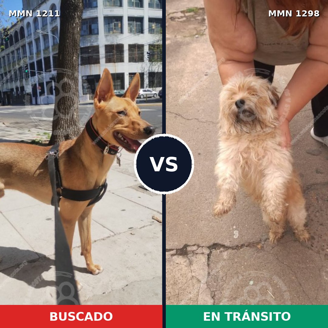 Comparativa MMS 21918: mascota perdida y mascota encontrada, 39% de similitud