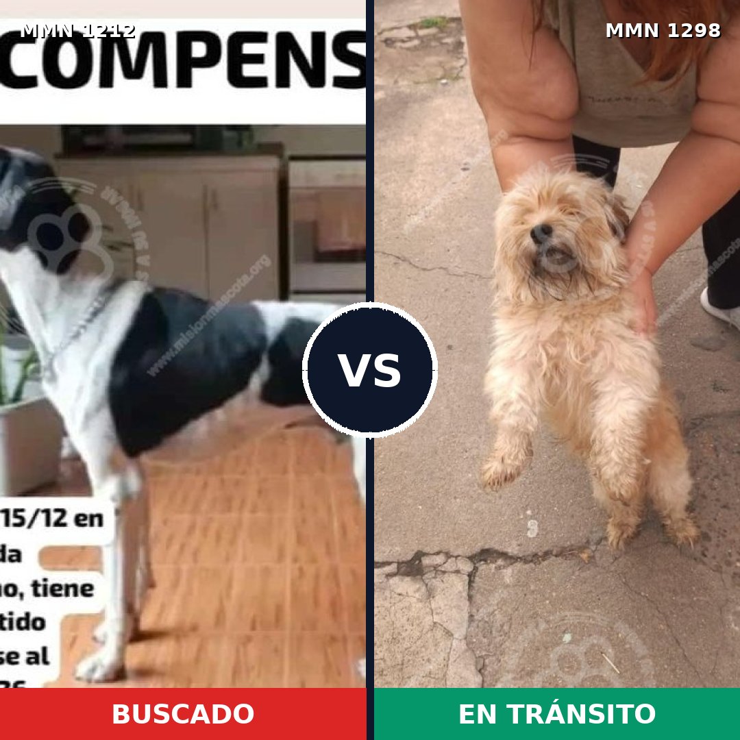 Comparativa MMS 21919: mascota perdida y mascota encontrada, 32% de similitud