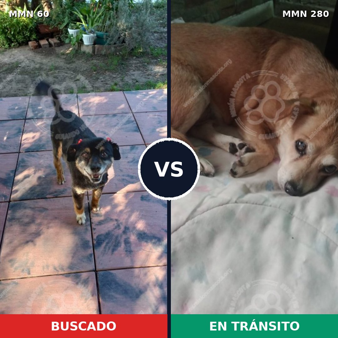 Comparativa MMS 2192: mascota perdida y mascota encontrada, 60% de similitud