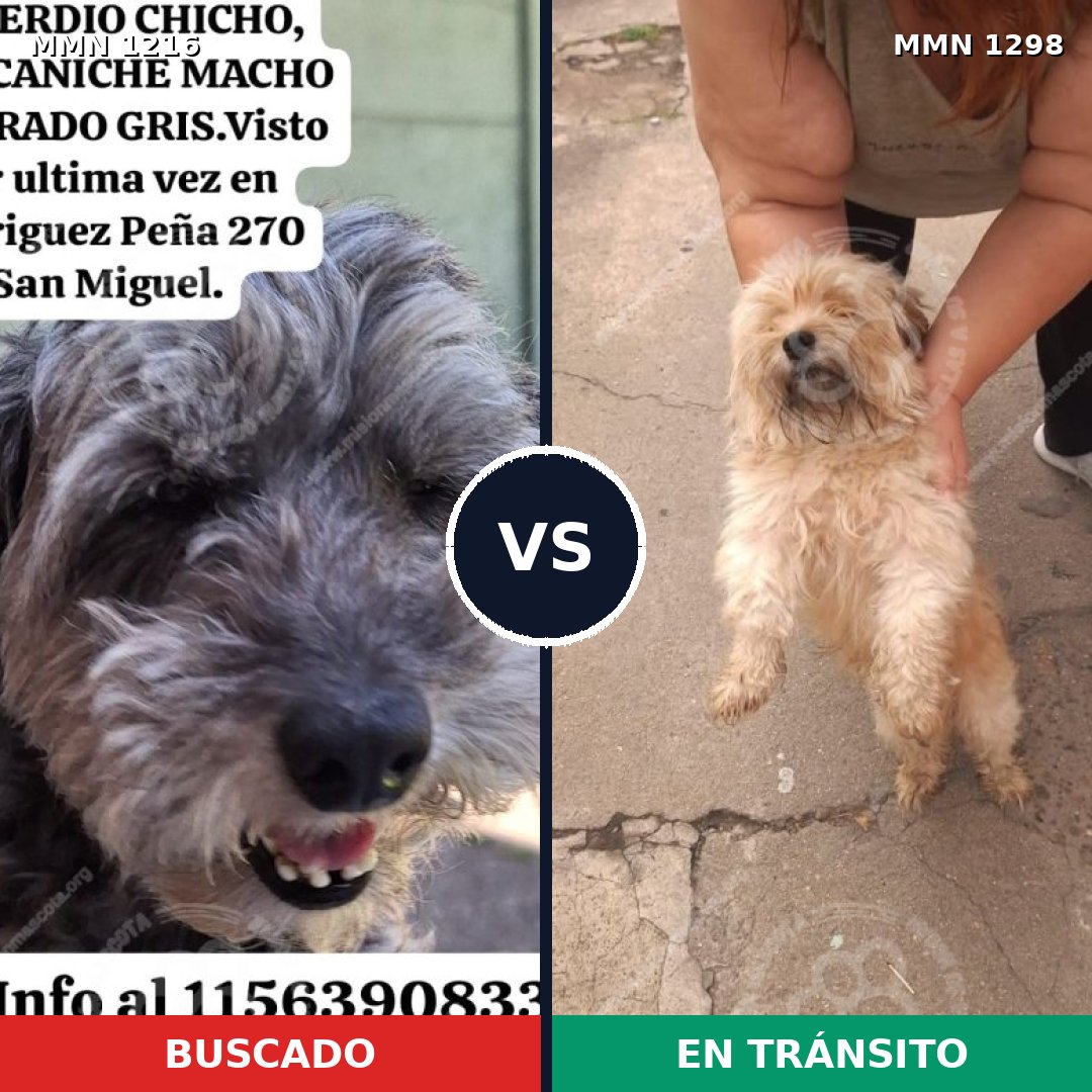 Comparativa MMS 21920: mascota perdida y mascota encontrada, 37% de similitud