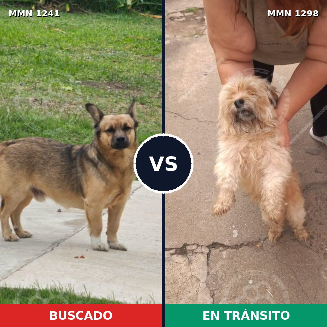 Comparativa MMS 21921: mascota perdida y mascota encontrada, 46% de similitud