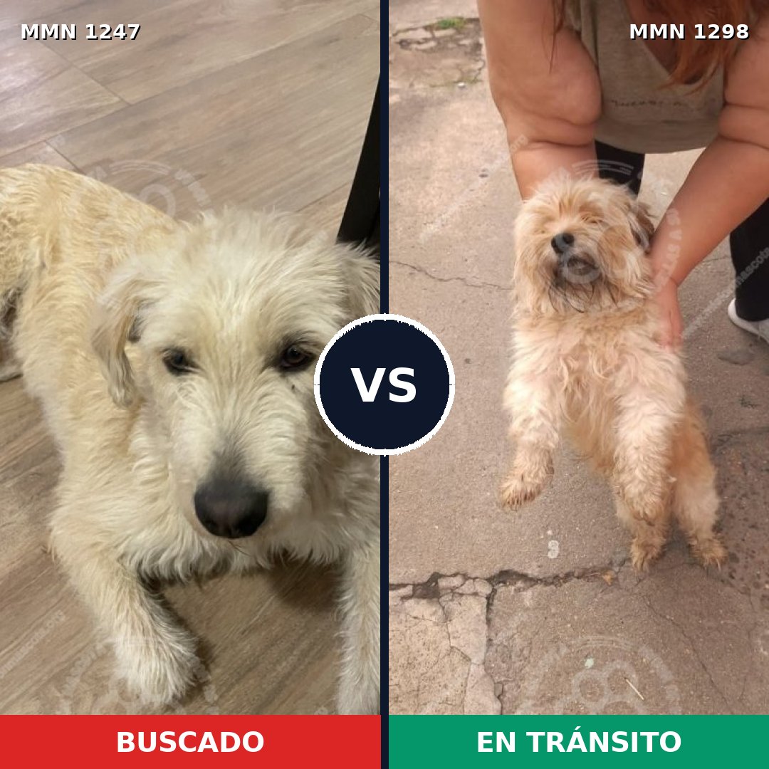 Comparativa MMS 21922: mascota perdida y mascota encontrada, 46% de similitud