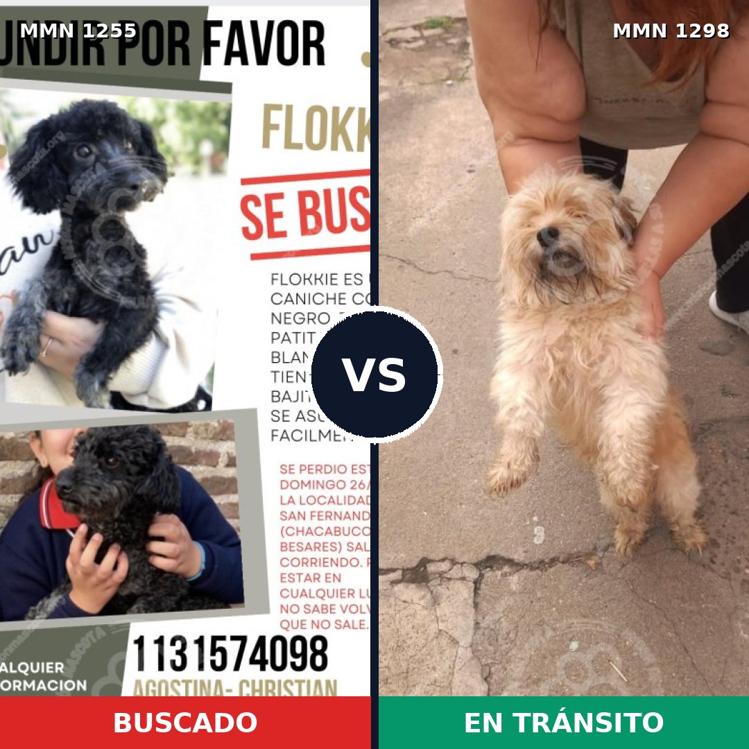 Comparativa MMS 21923: mascota perdida y mascota encontrada, 36% de similitud