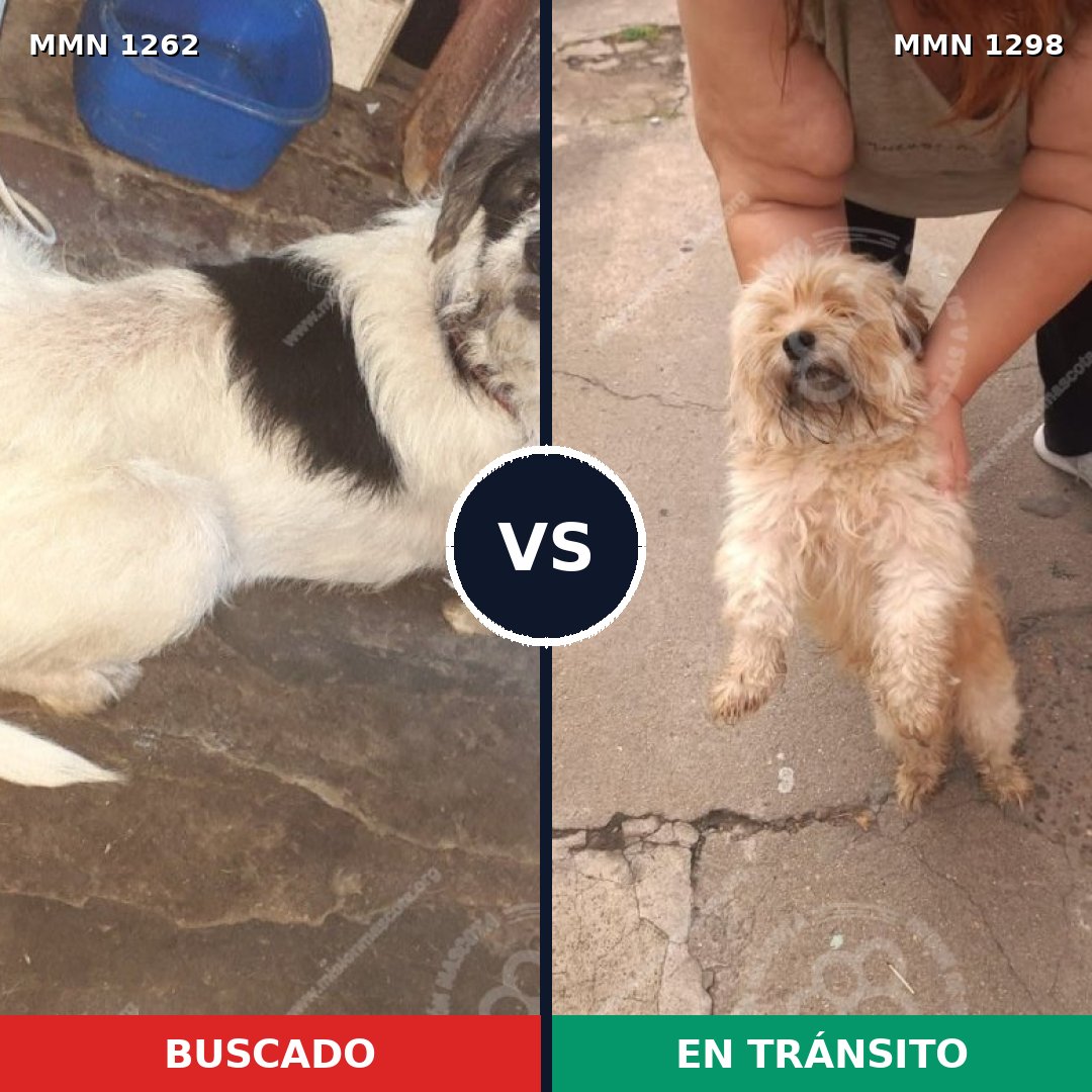 Comparativa MMS 21924: mascota perdida y mascota encontrada, 31% de similitud