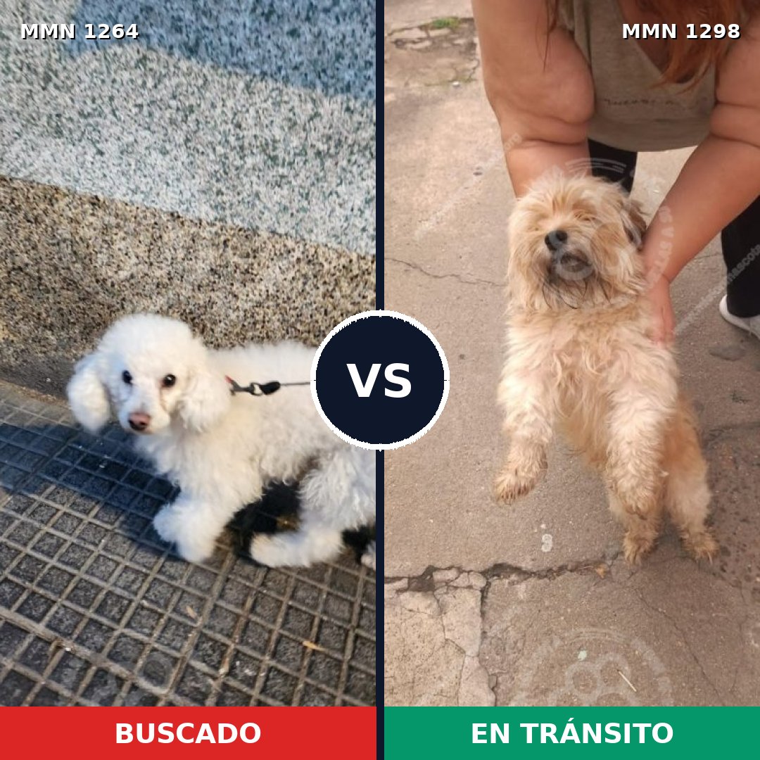 Comparativa MMS 21925: mascota perdida y mascota encontrada, 50% de similitud