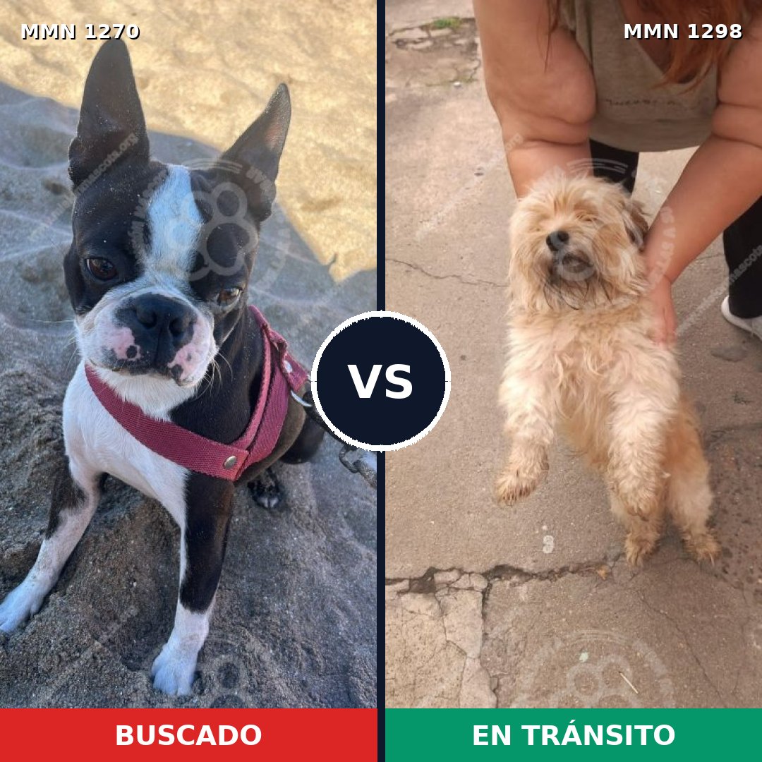 Comparativa MMS 21926: mascota perdida y mascota encontrada, 46% de similitud