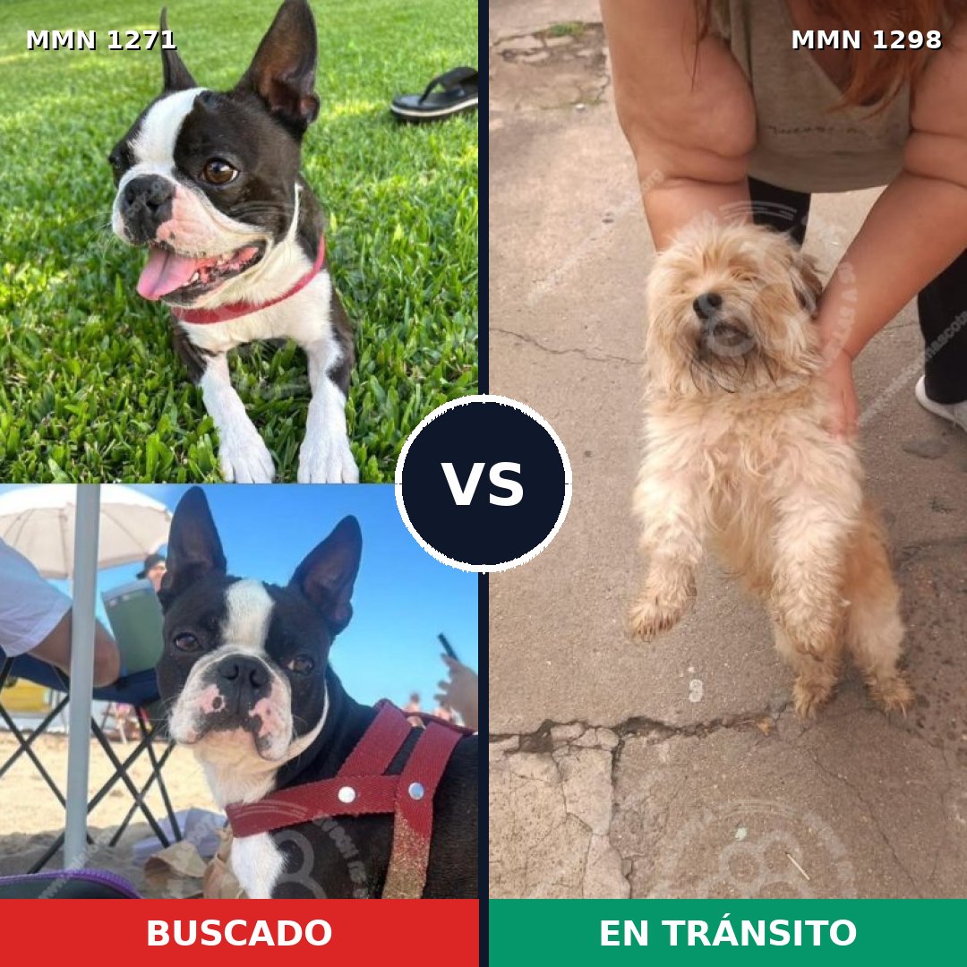 Comparativa MMS 21927: mascota perdida y mascota encontrada, 46% de similitud