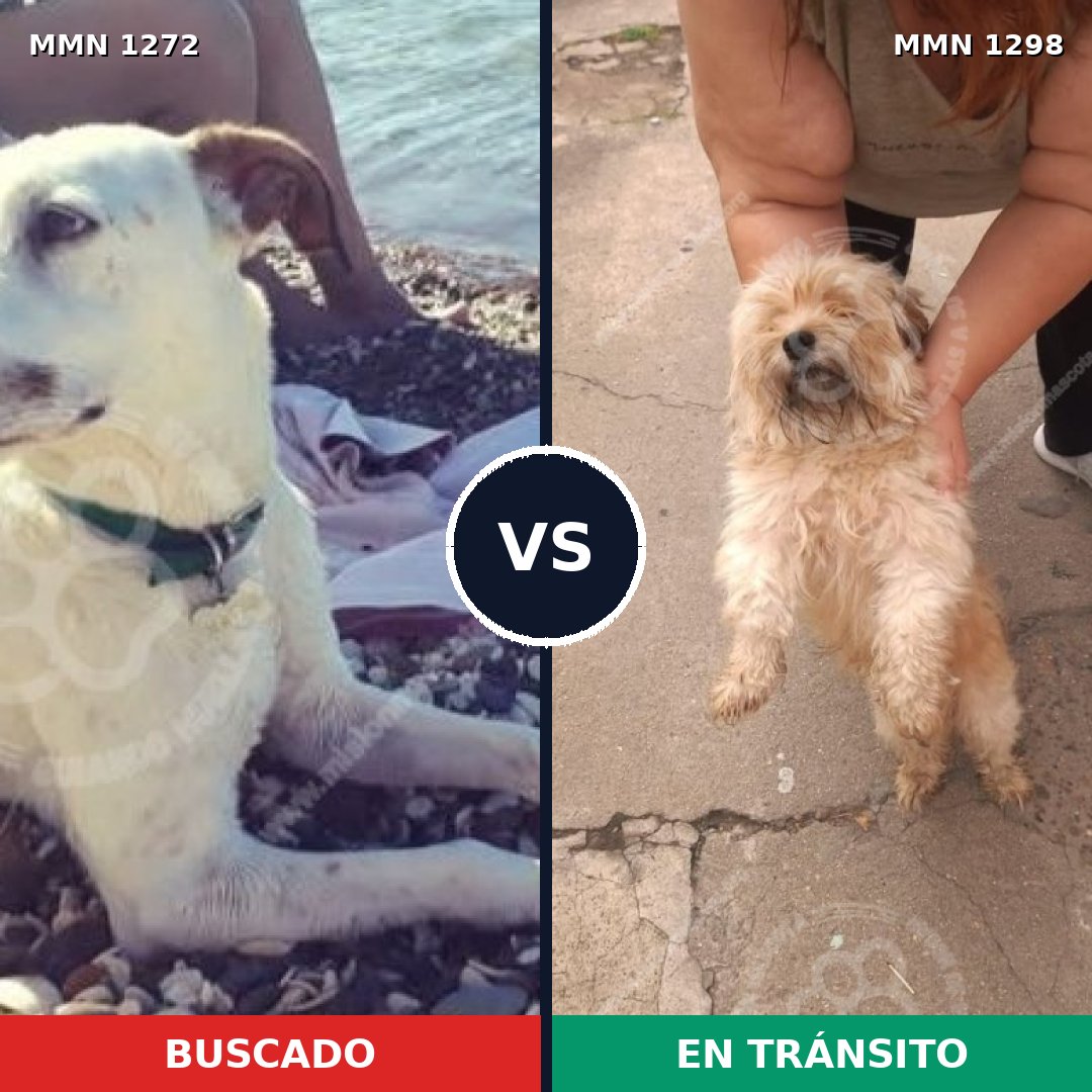 Comparativa MMS 21928: mascota perdida y mascota encontrada, 40% de similitud