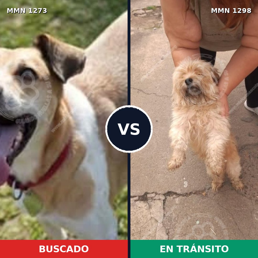 Comparativa MMS 21929: mascota perdida y mascota encontrada, 38% de similitud