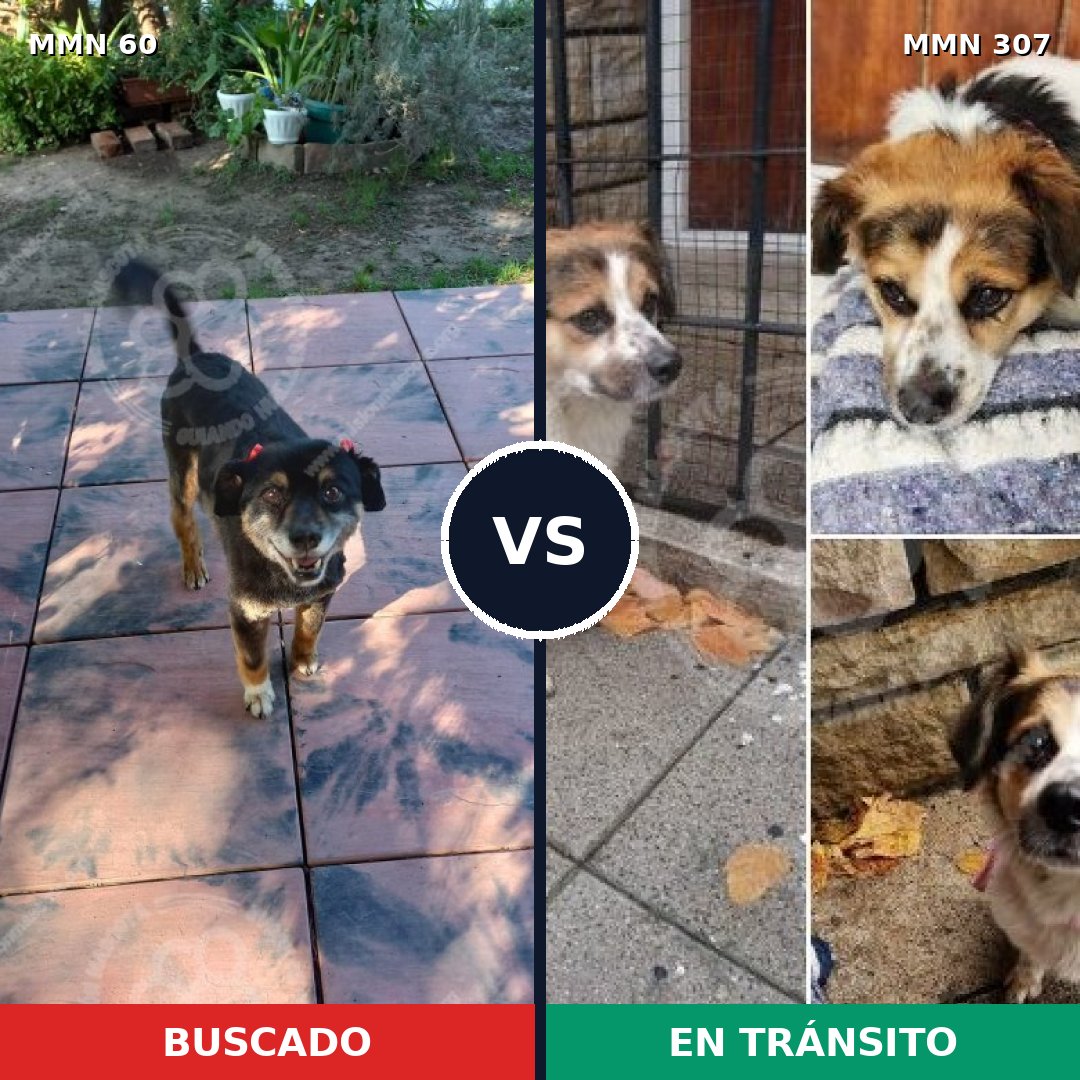 Comparativa MMS 2193: mascota perdida y mascota encontrada, 83% de similitud