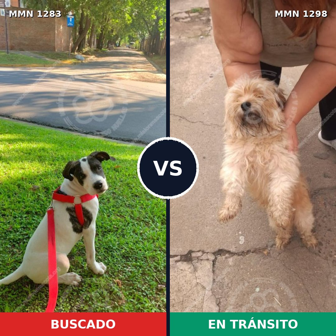 Comparativa MMS 21930: mascota perdida y mascota encontrada, 51% de similitud