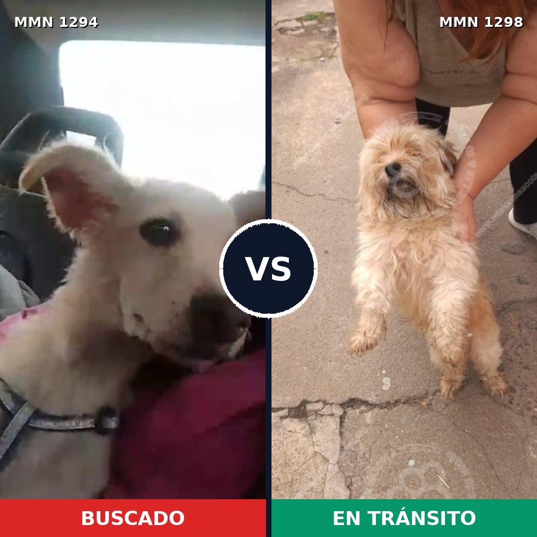 Comparativa MMS 21933: mascota perdida y mascota encontrada, 46% de similitud