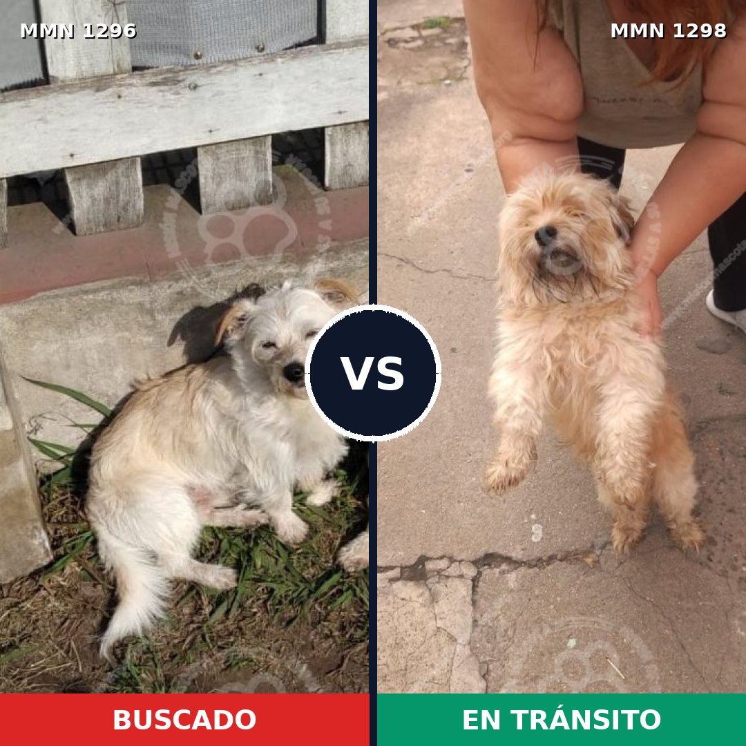 Comparativa MMS 21934: mascota perdida y mascota encontrada, 55% de similitud