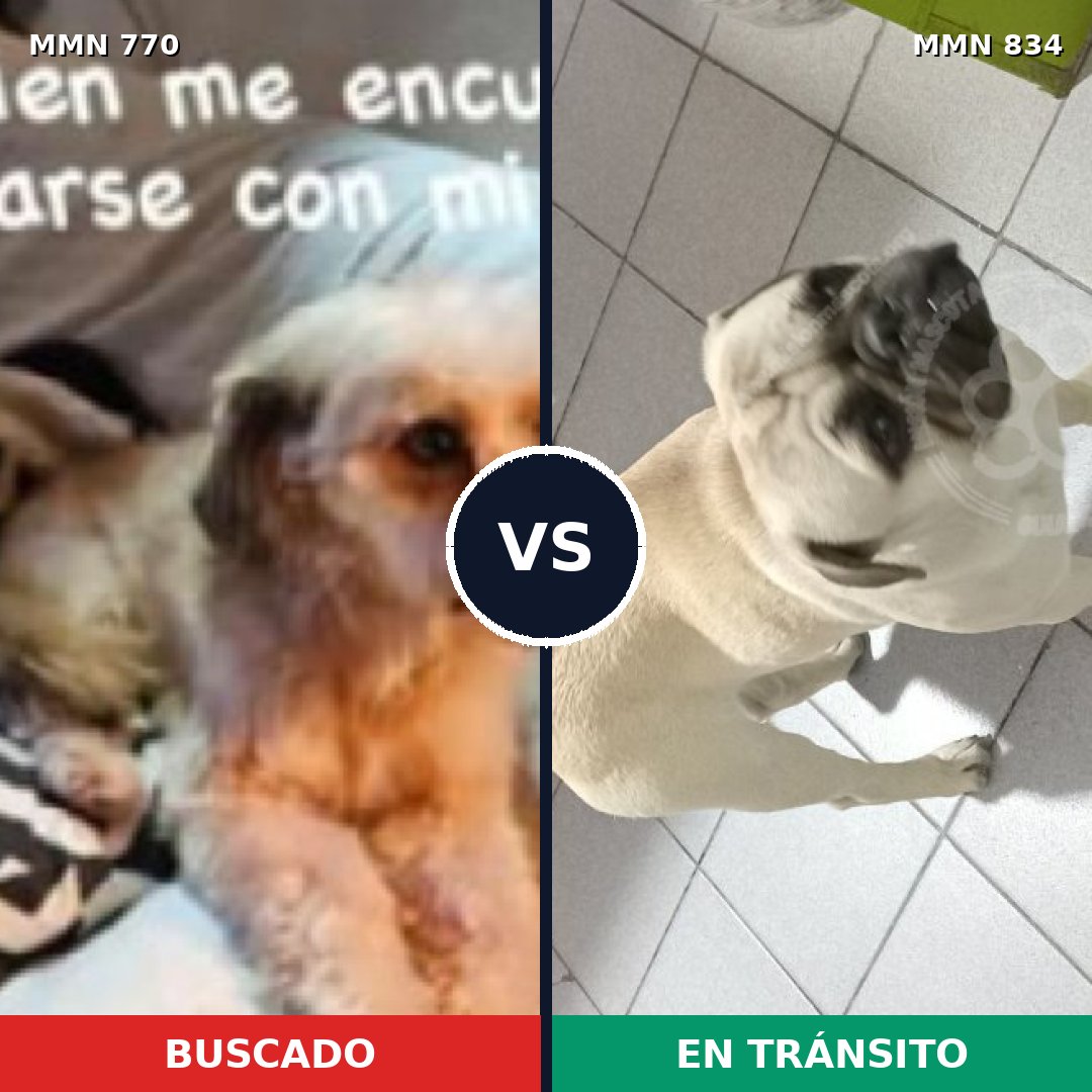 Comparativa MMS 21937: mascota perdida y mascota encontrada, 48% de similitud
