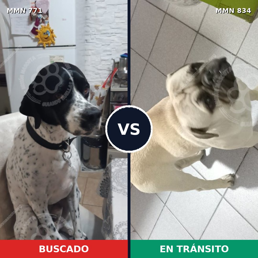 Comparativa MMS 21939: mascota perdida y mascota encontrada, 27% de similitud