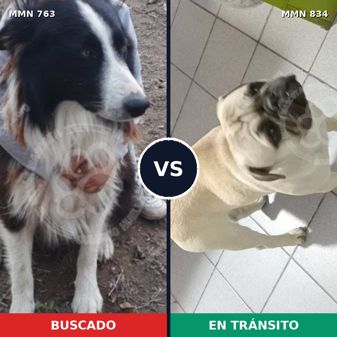 Comparativa MMS 21944: mascota perdida y mascota encontrada, 26% de similitud