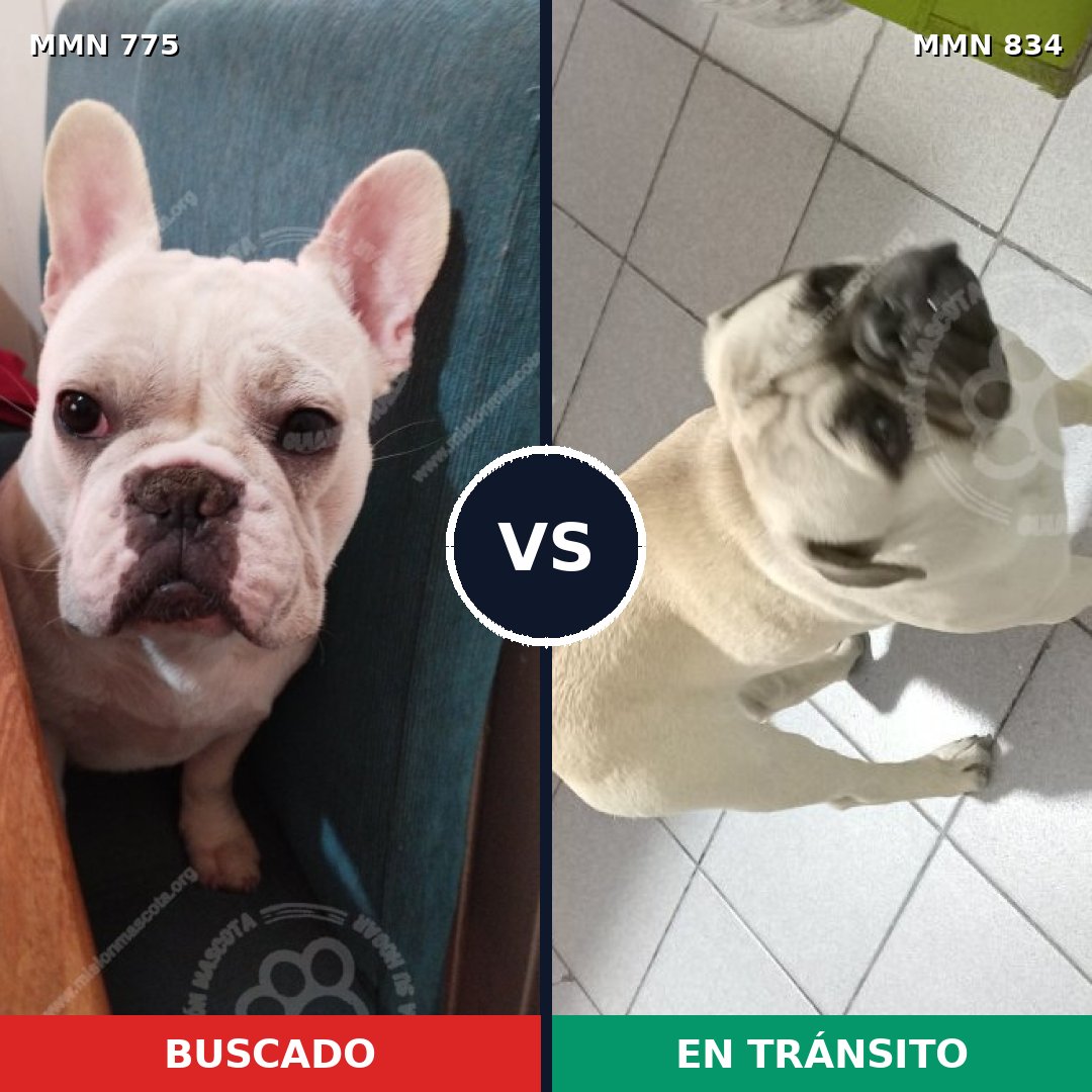 Comparativa MMS 21946: mascota perdida y mascota encontrada, 23% de similitud