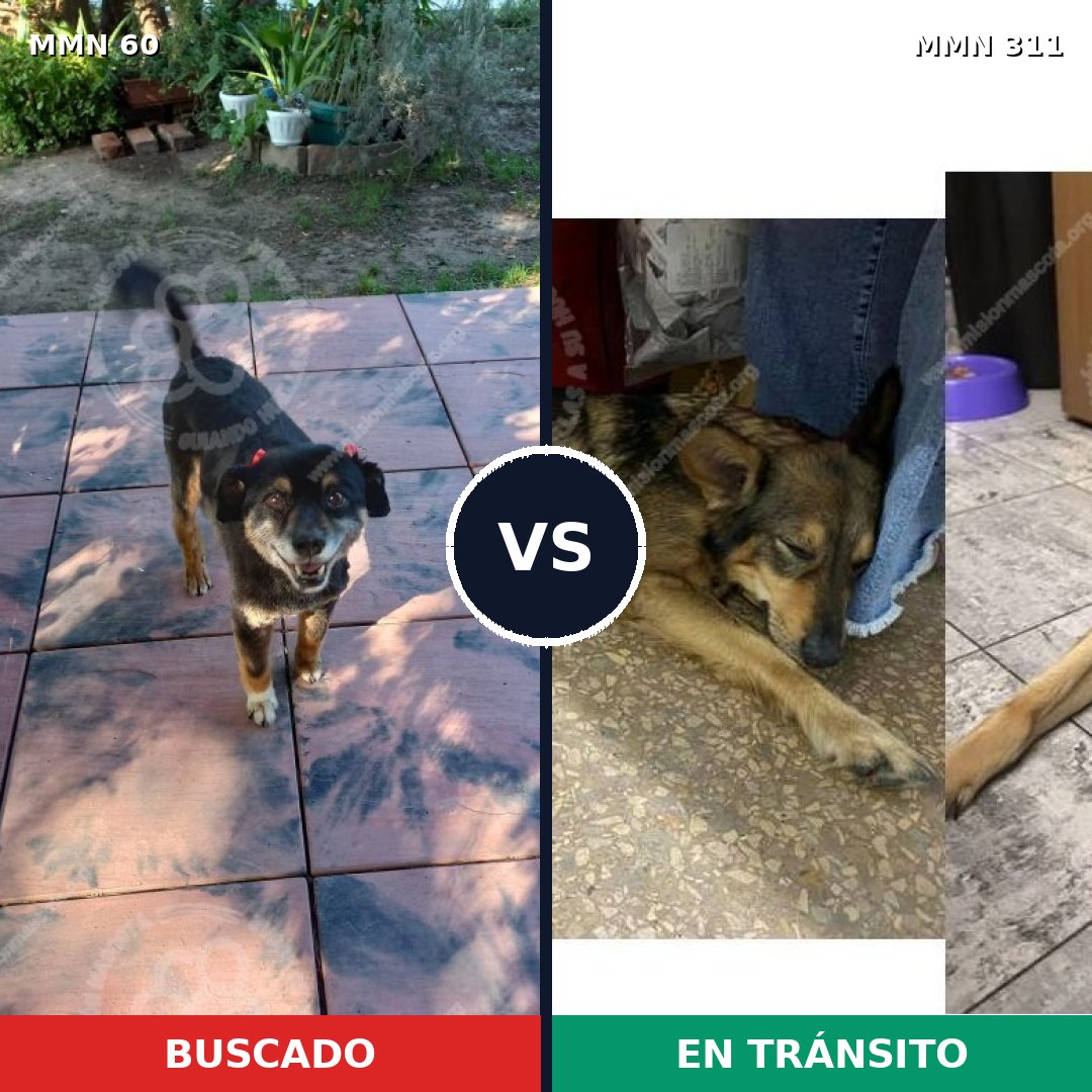 Comparativa MMS 2195: mascota perdida y mascota encontrada, 81% de similitud