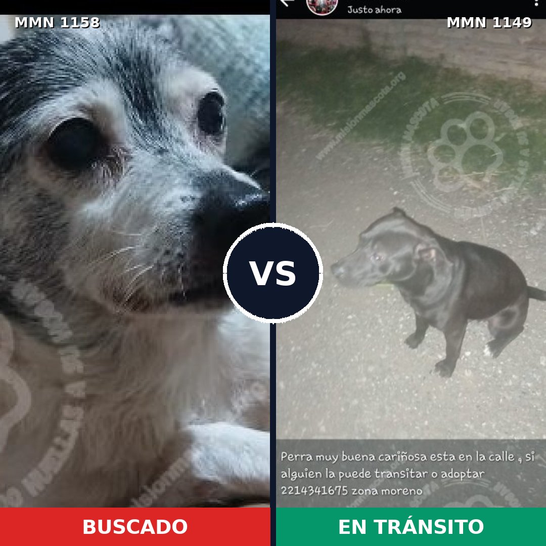 Comparativa MMS 21950: mascota perdida y mascota encontrada, 40% de similitud