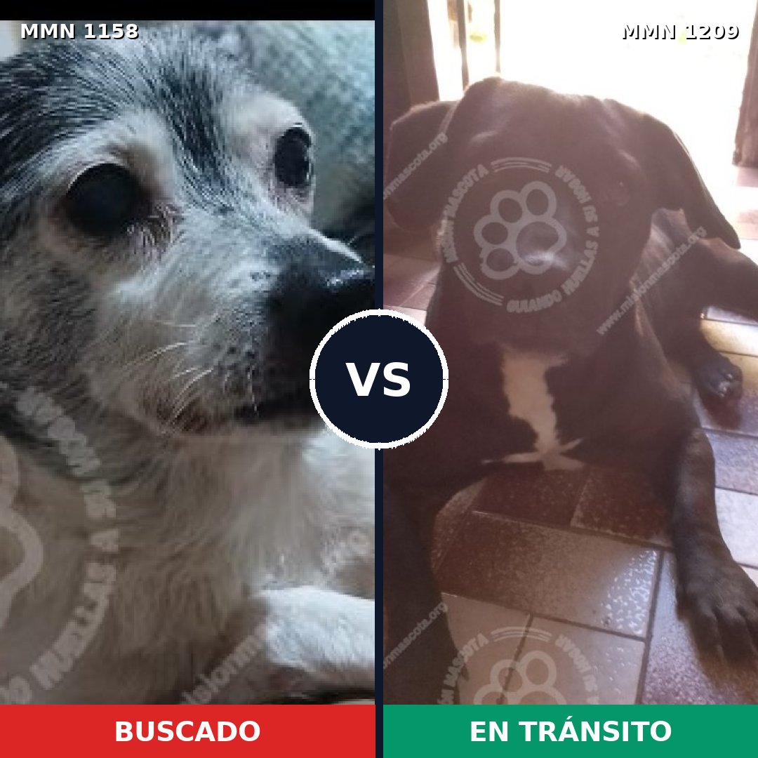 Comparativa MMS 21953: mascota perdida y mascota encontrada, 42% de similitud