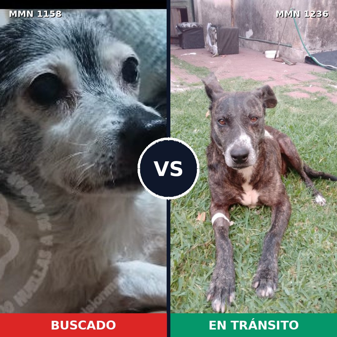 Comparativa MMS 21955: mascota perdida y mascota encontrada, 35% de similitud