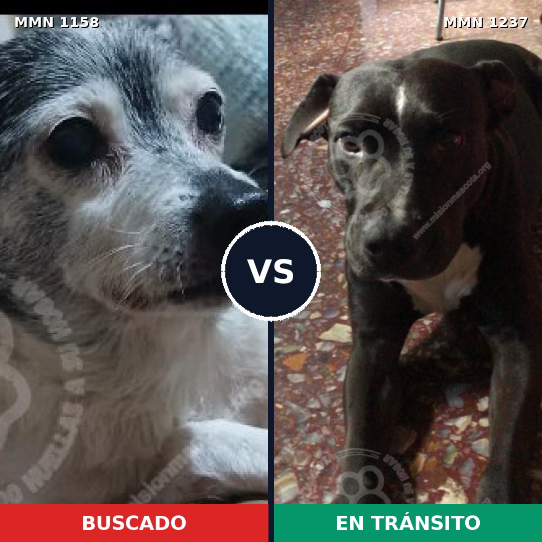 Comparativa MMS 21956: mascota perdida y mascota encontrada, 46% de similitud