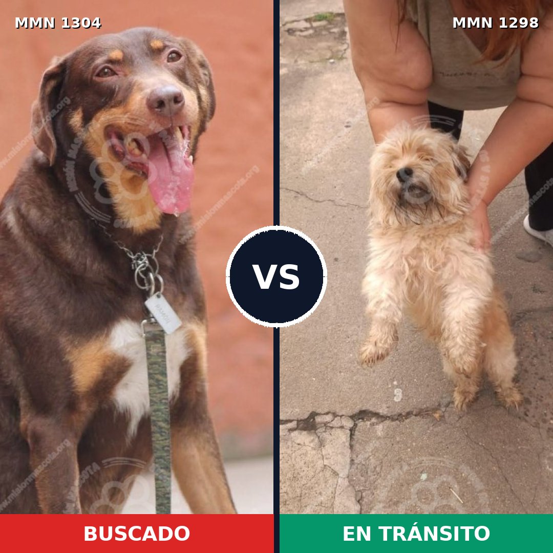 Comparativa MMS 21960: mascota perdida y mascota encontrada, 29% de similitud