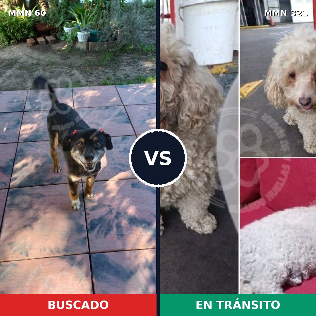 Comparativa MMS 2197: mascota perdida y mascota encontrada, 45% de similitud