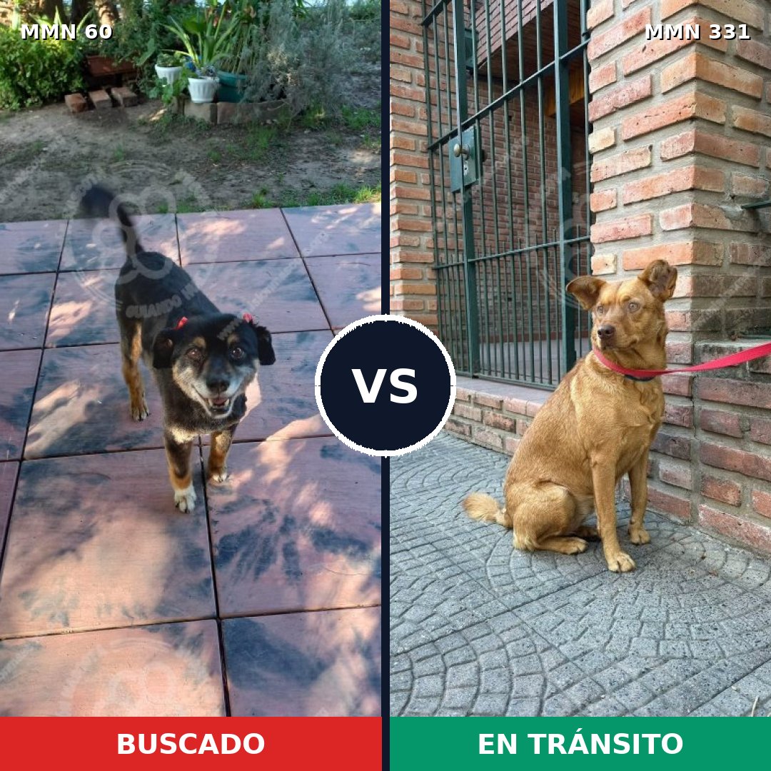Comparativa MMS 2199: mascota perdida y mascota encontrada, 73% de similitud