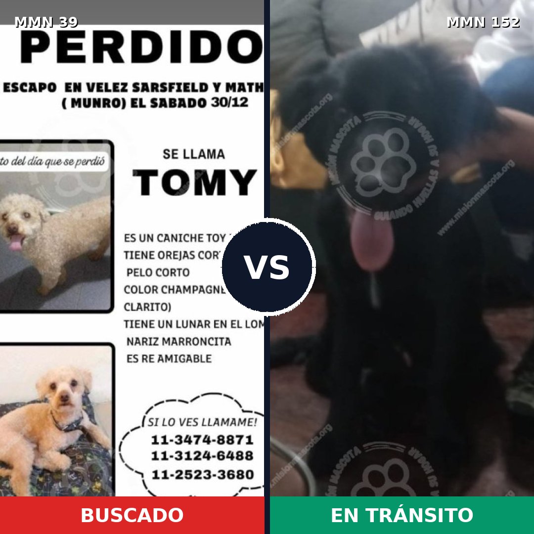 Comparativa MMS 22: mascota perdida y mascota encontrada, 18% de similitud