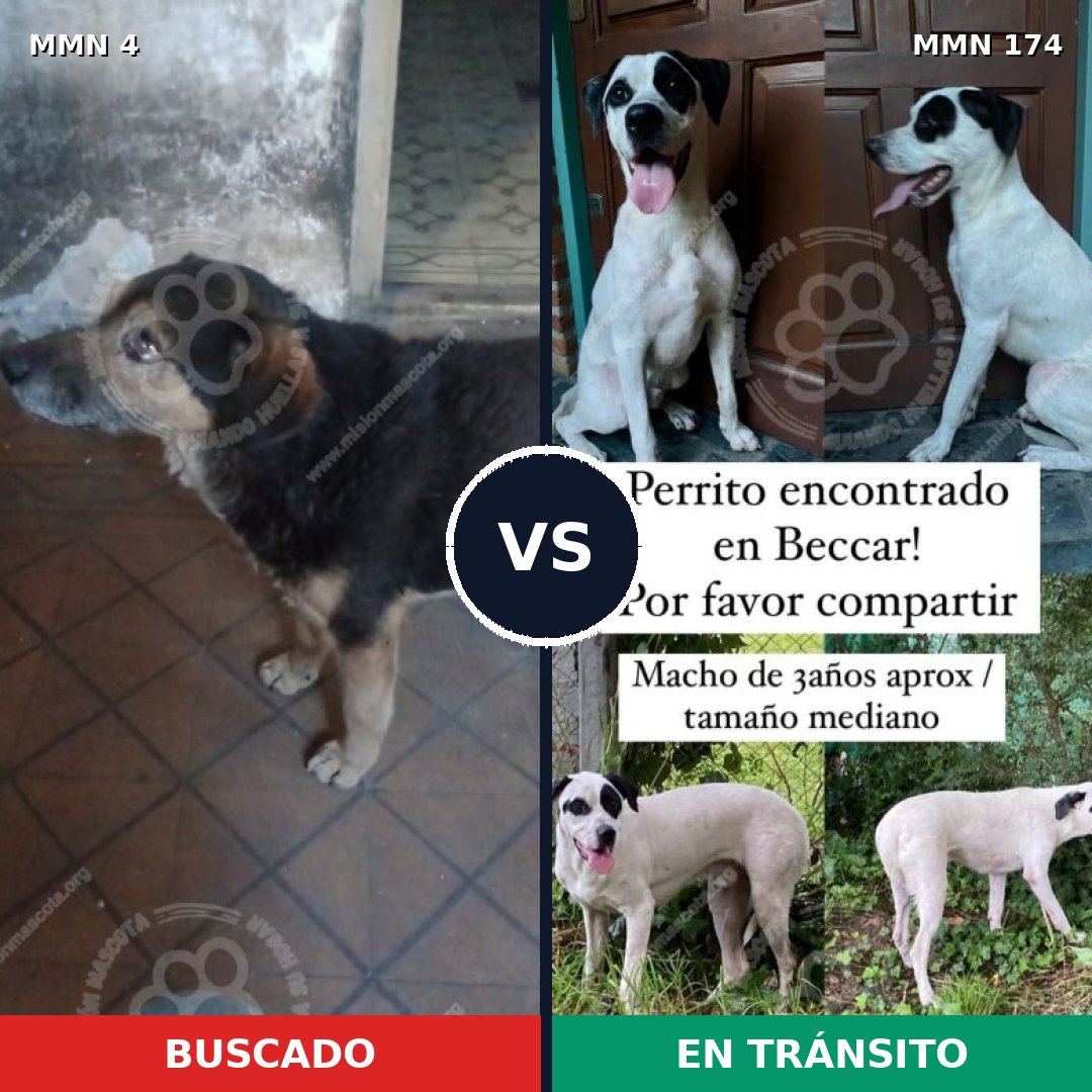 Comparativa MMS 220: mascota perdida y mascota encontrada, 75% de similitud