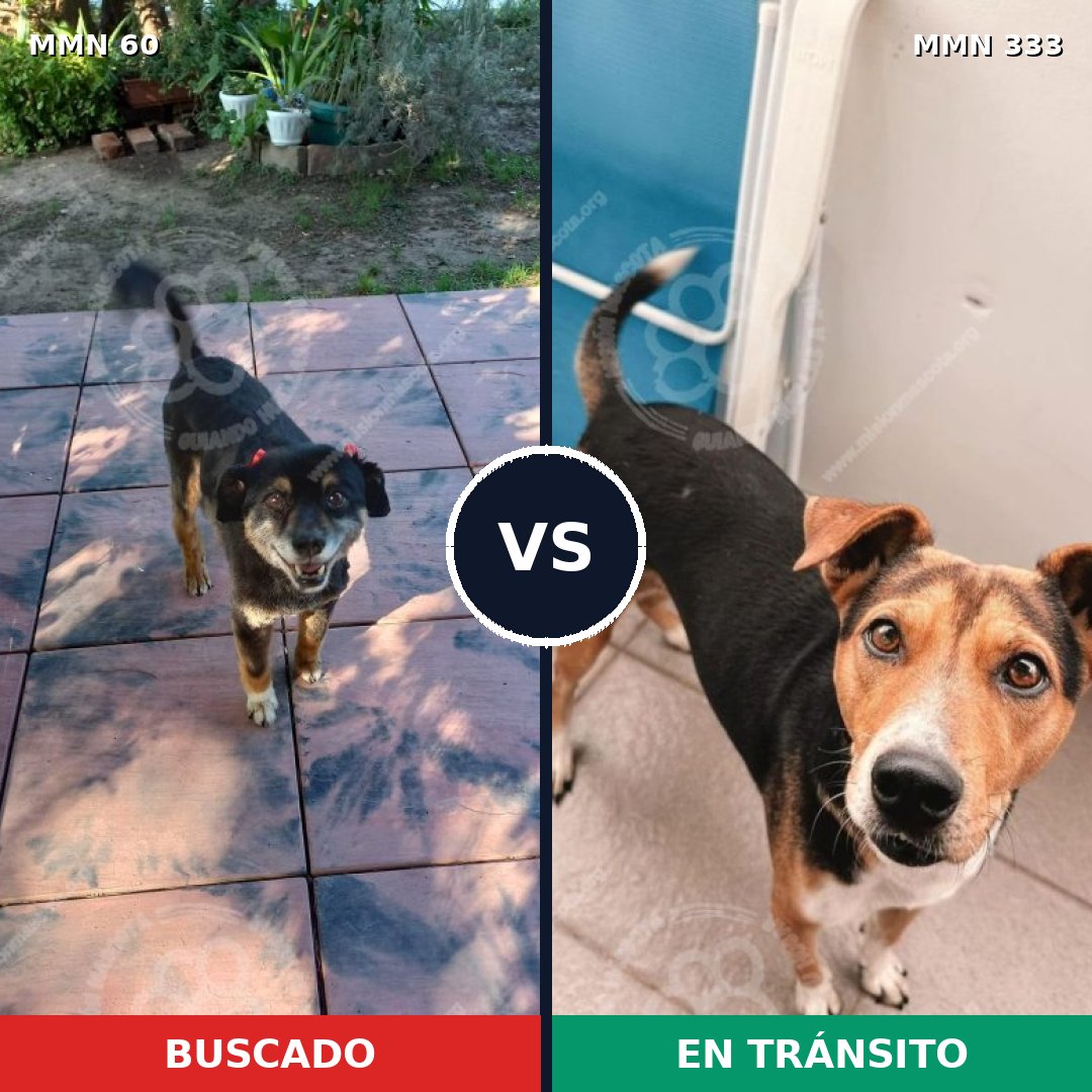 Comparativa MMS 2200: mascota perdida y mascota encontrada, 79% de similitud
