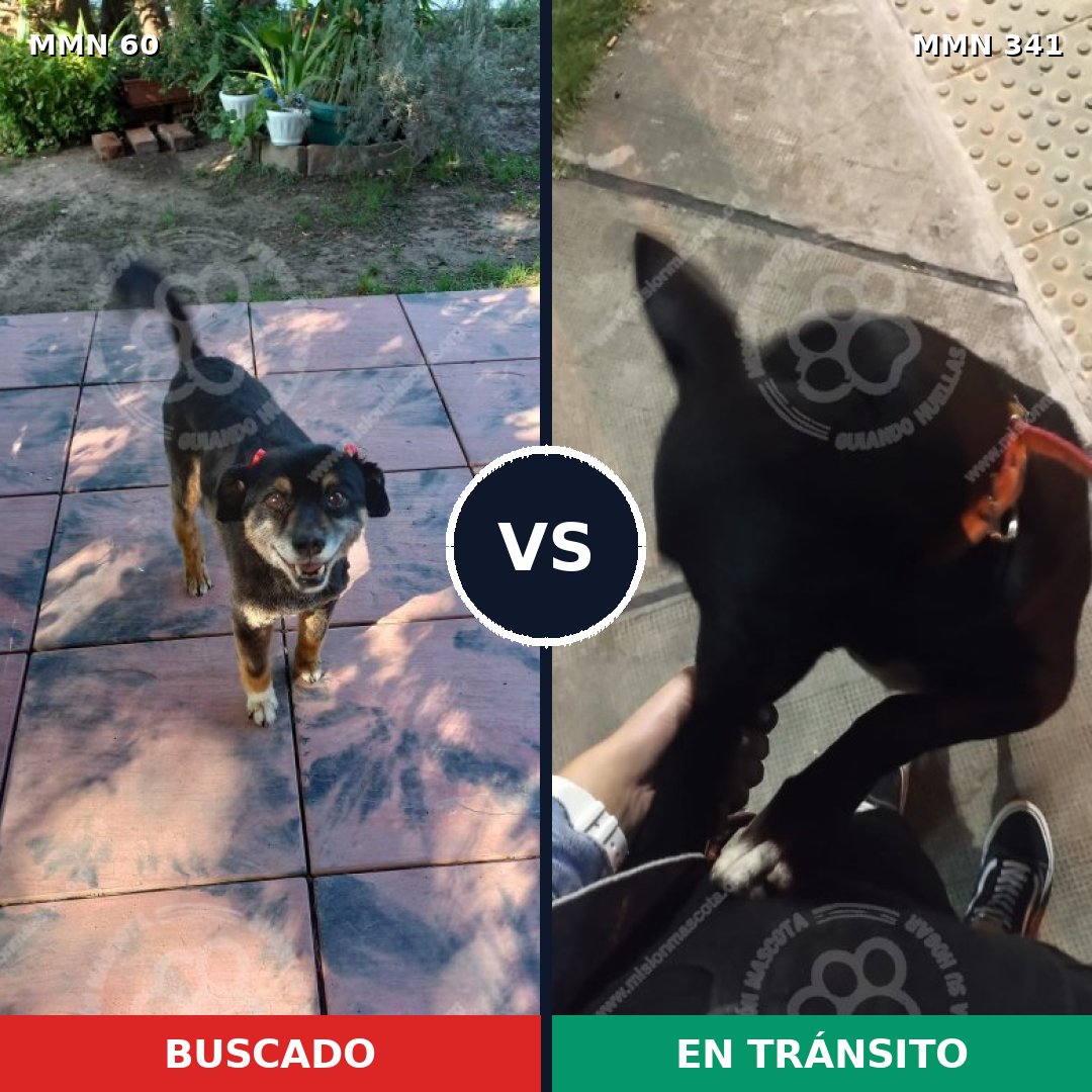 Comparativa MMS 2201: mascota perdida y mascota encontrada, 80% de similitud